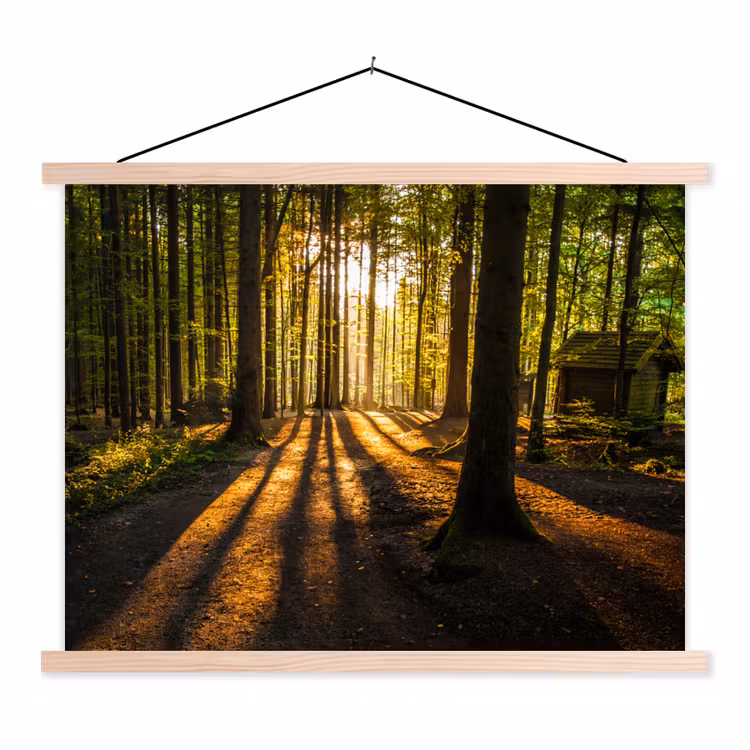 Schoolplaat - Zon - Bomen - Bos - Landschap - Natuur — 1