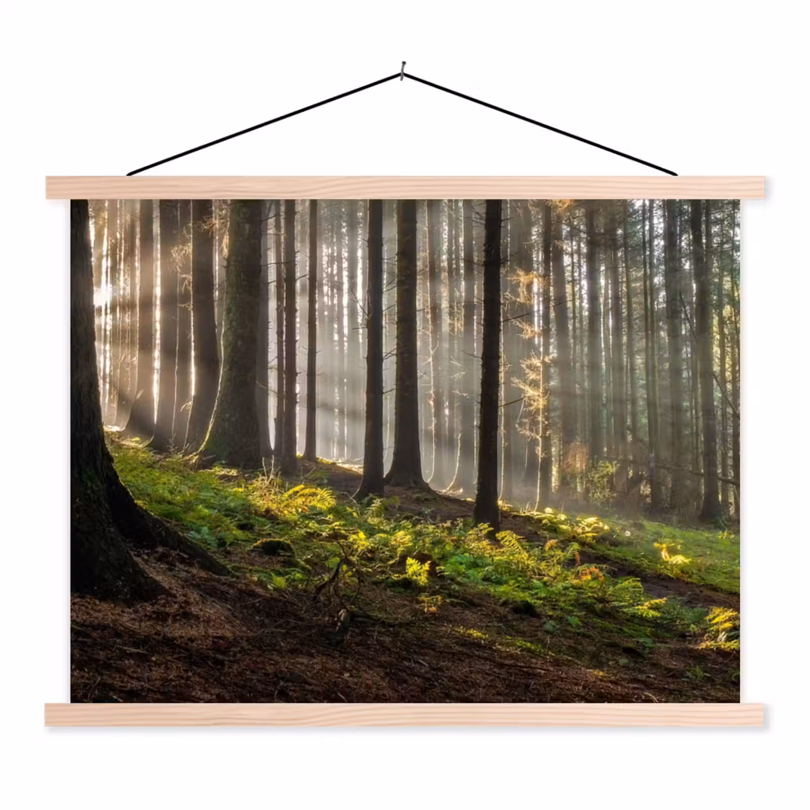 Schoolplaat - Zon - Takken - Bomen - Bos - Natuur — 1