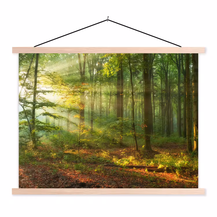 Schoolplaat - Zon - Bos - Bomen - Natuur - Herfst — 1