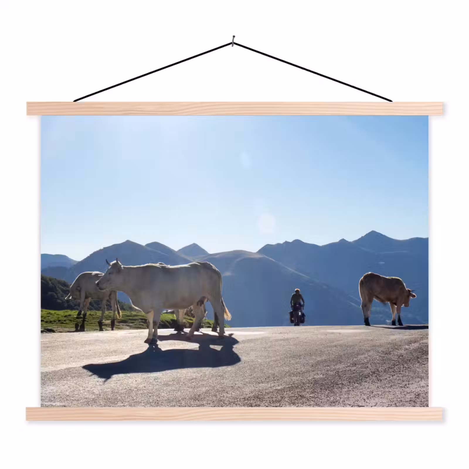 Schoolplaat - Schotse hooglander - Licht - Berg - Natuur — 1