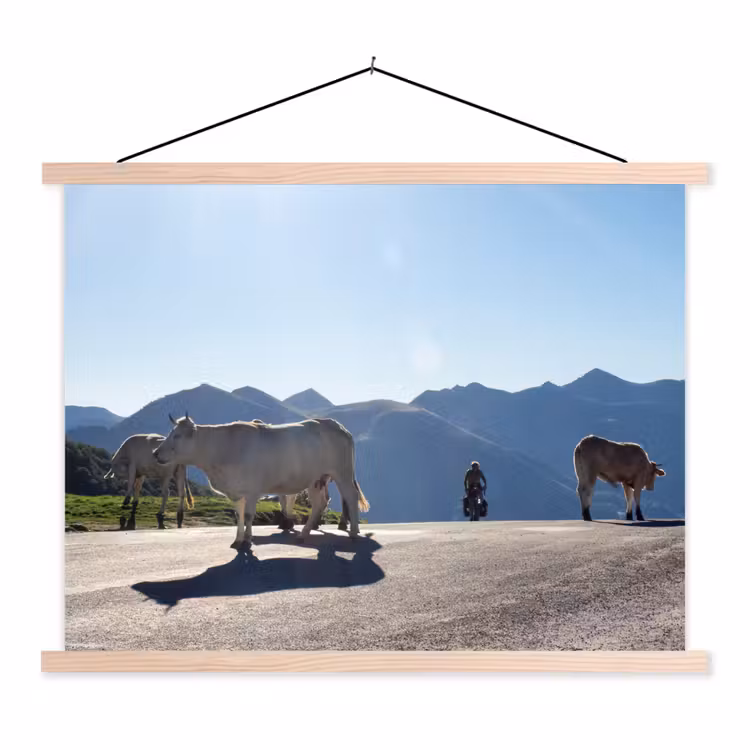 Schoolplaat - Schotse hooglander - Licht - Berg - Natuur — 1