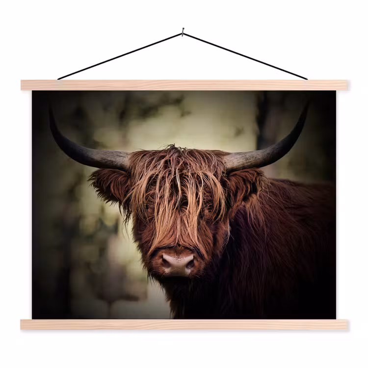 Schoolplaat - Schotse hooglander - Licht - Portret - Natuur — 1