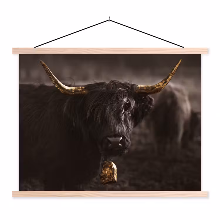Schoolplaat - Schotse hooglander - Goud - Koebel - Hoorns - Dieren — 1