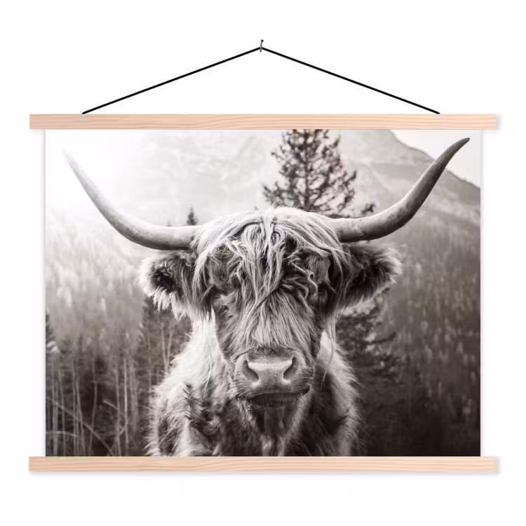 Schoolplaat - Schotse hooglander - Koe - Dieren - Zwart - Wit — 1
