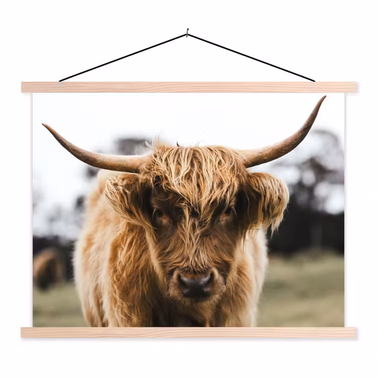 Schoolplaat - Schotse Hooglander - Koe - Gras - Dieren - Natuur — 1