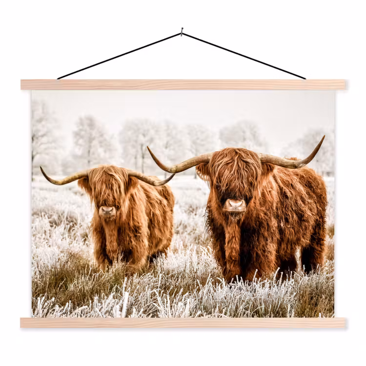 Schoolplaat - Schotse hooglander - Koe - Natuur - Winter — 1