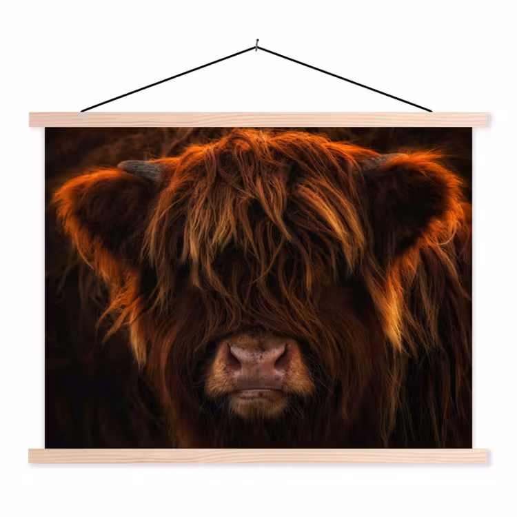 Schoolplaat - Schotse Hooglander - Koe - Portret - Dieren — 1