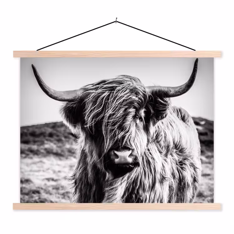 Schoolplaat - Schotse hooglander - Natuur - Koe - Zwart - Wit — 1
