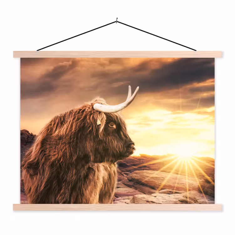 Schoolplaat - Schotse hooglander - Zon - Horizon - Koe - Dieren — 1