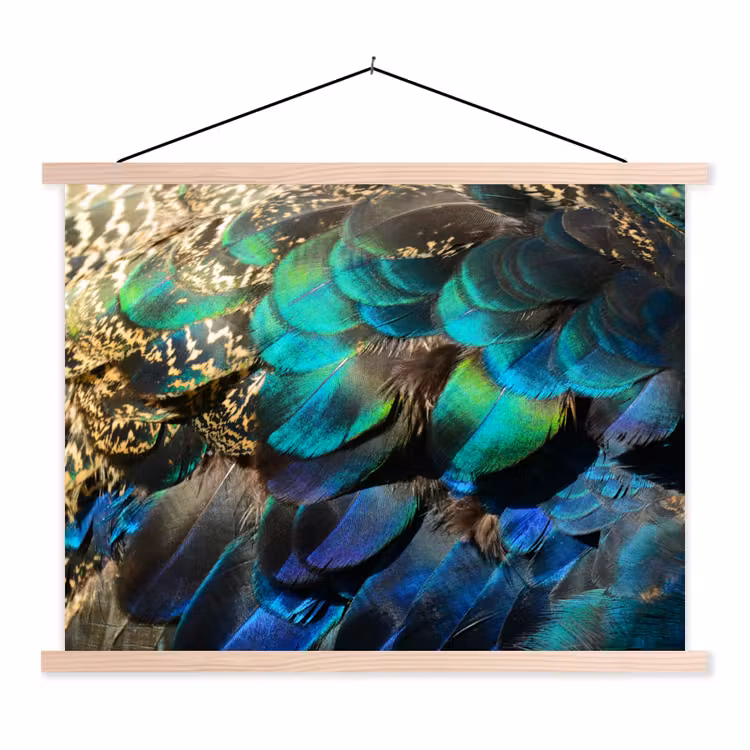 Schoolplaat - Veren - Pauwveren - Pauw - Blauw - Kunst — 1