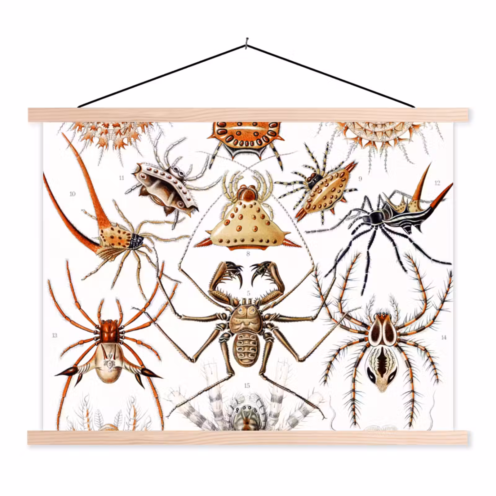 Schoolplaat - Retro - Spin - Ernst Haeckel - Spinnen — 1