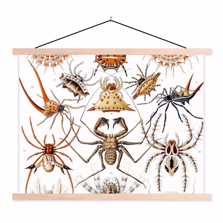 Schoolplaat - Retro - Spin - Ernst Haeckel - Spinnen — 1