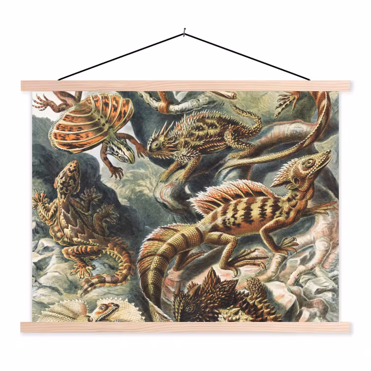 Schoolplaat - Vintage - Kunst - Ernst Haeckel - Salamanders - Dieren — 1