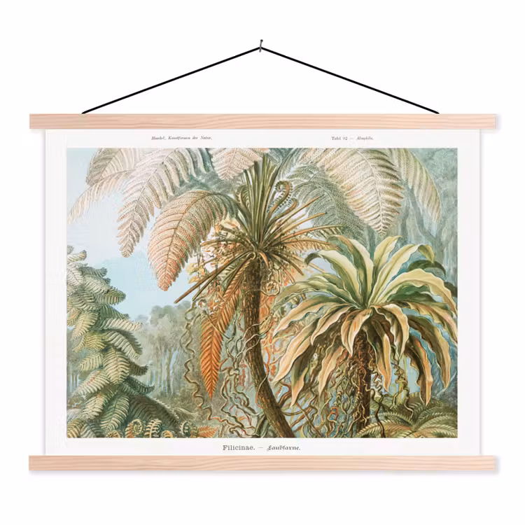Schoolplaat - Vintage - Oude meesters - Varens - Planten - Natuur — 1
