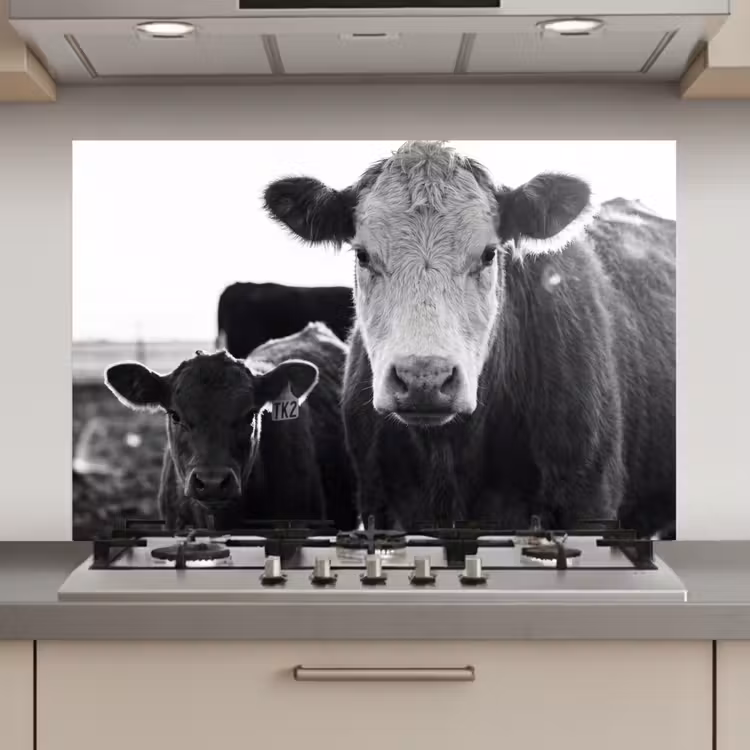 Spatscherm keuken - Koeien - Zwart - Wit — 1