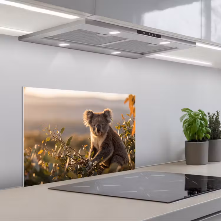 Spatscherm keuken - Koala - Bladeren - Ochtendlicht — 5