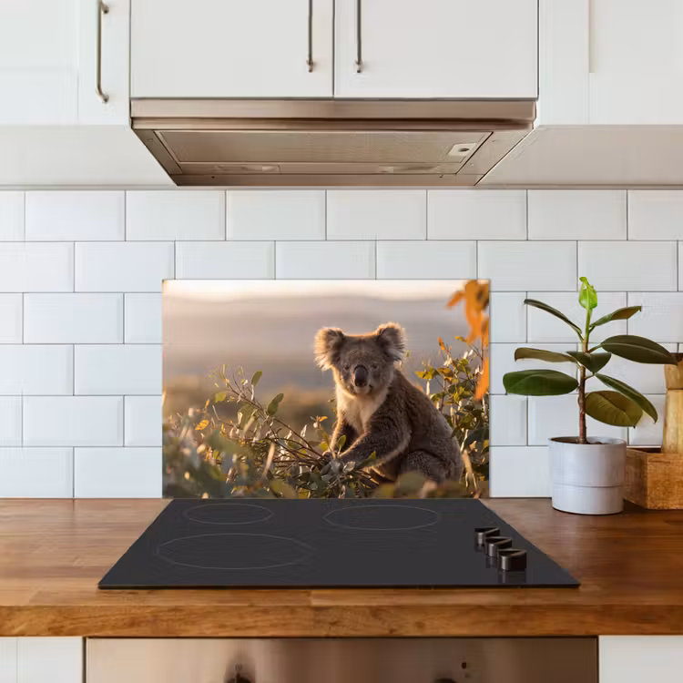 Spatscherm keuken - Koala - Bladeren - Ochtendlicht — 6