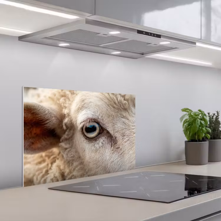 Spatscherm keuken - Schaap - Oog - Wit — 5