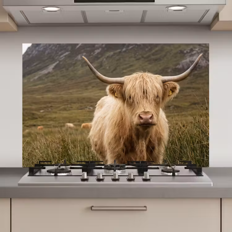 Spatscherm keuken - Schotse hooglander - Bergen - Grasveld — 1