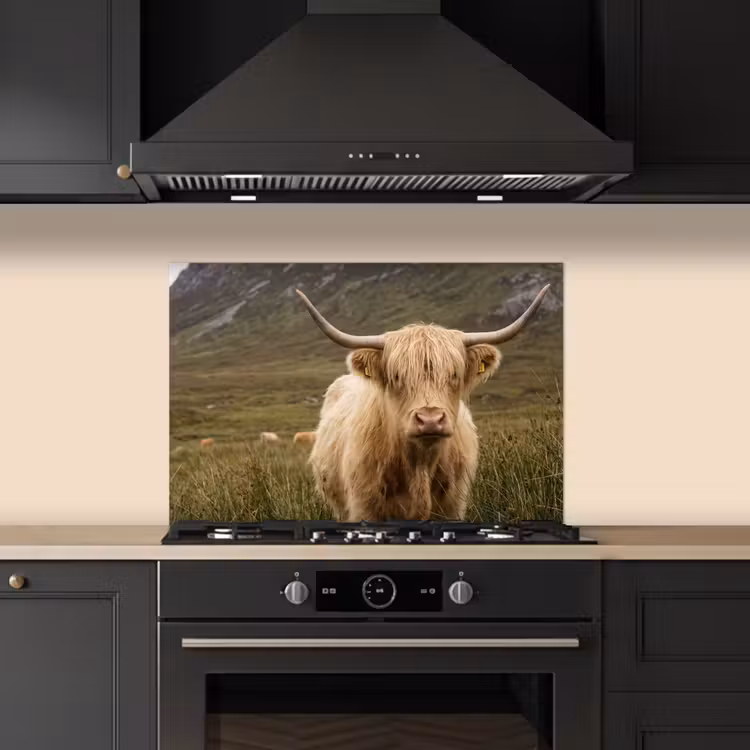 Spatscherm keuken - Schotse hooglander - Bergen - Grasveld — 2