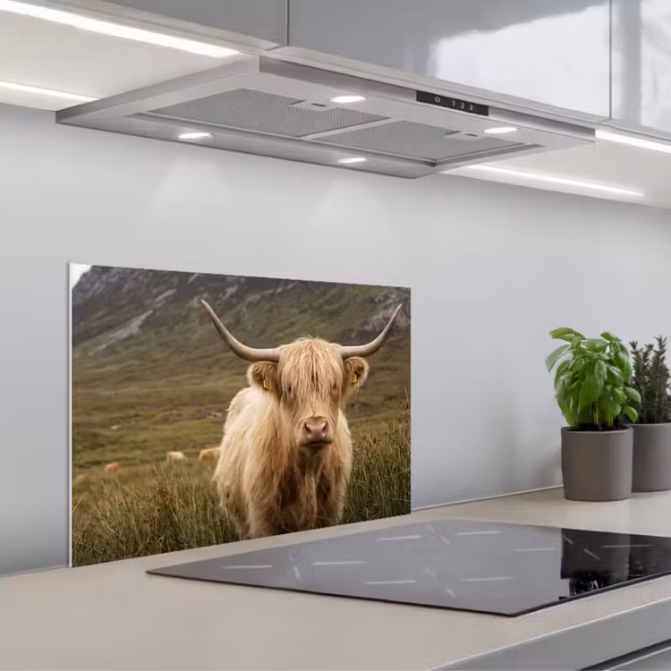 Spatscherm keuken - Schotse hooglander - Bergen - Grasveld — 5