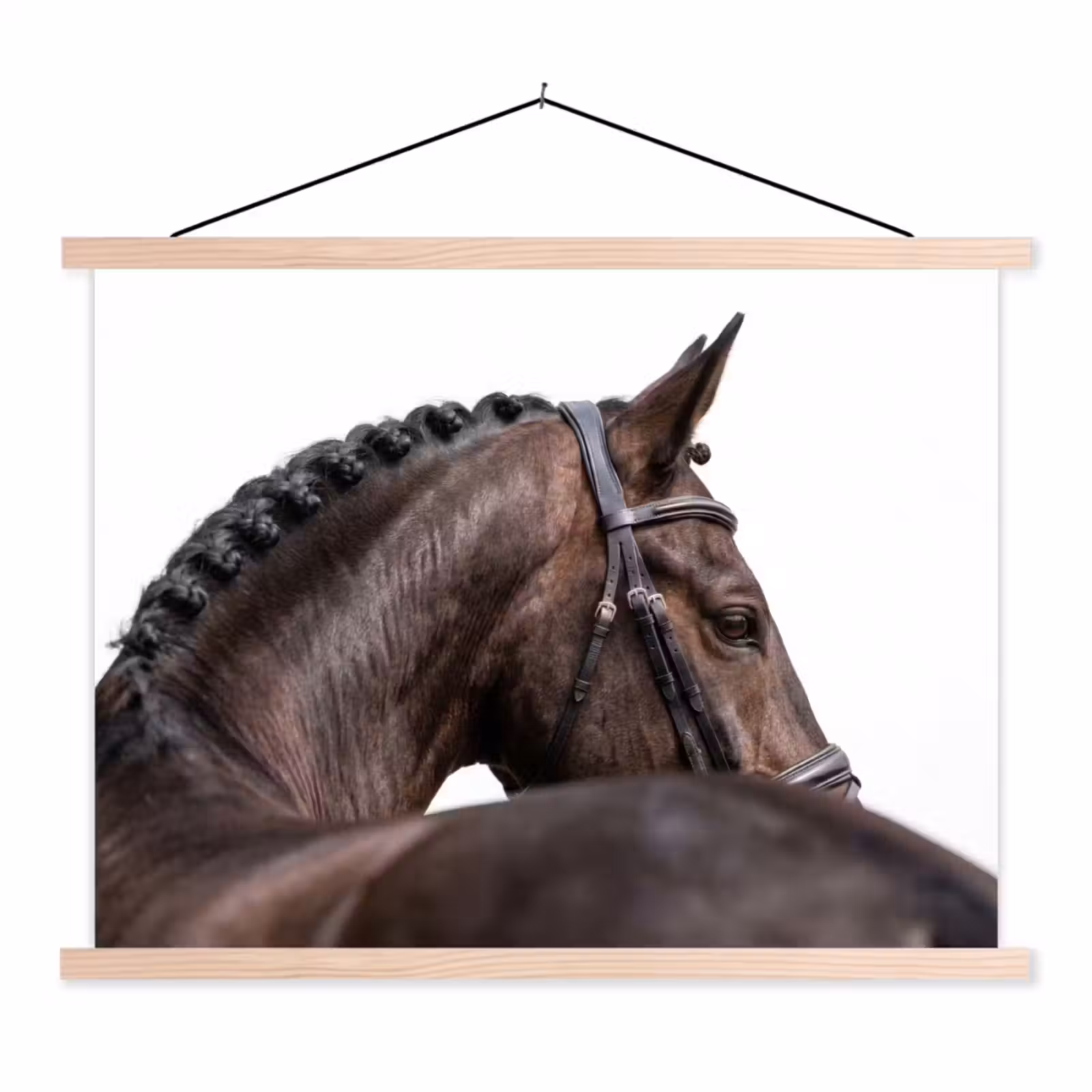 Schoolplaat - Portret - Paard - Elegant — 1
