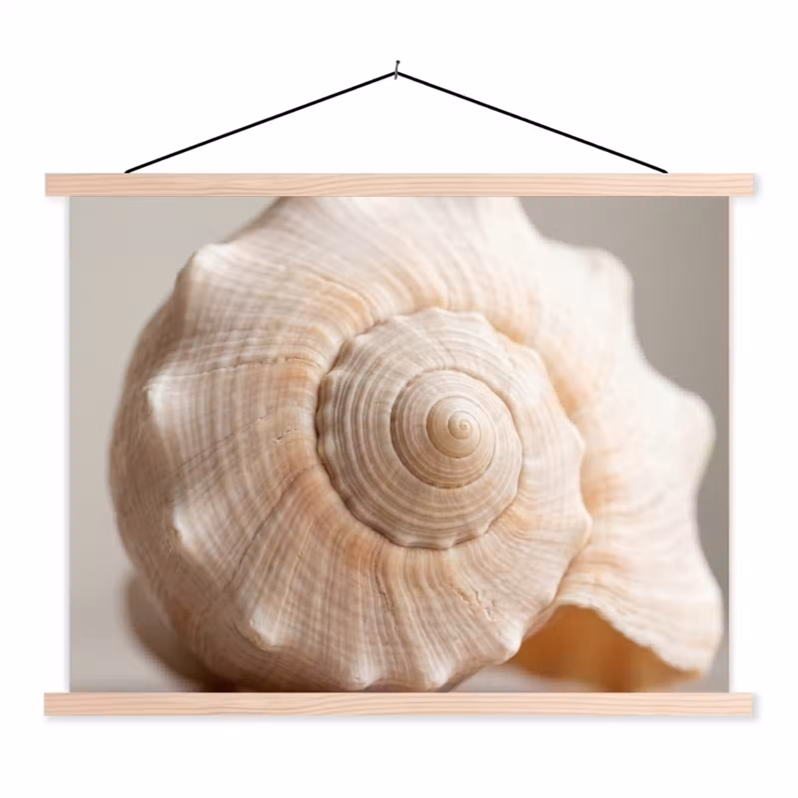 Schoolplaat - Schelp - Detail - Beige — 1