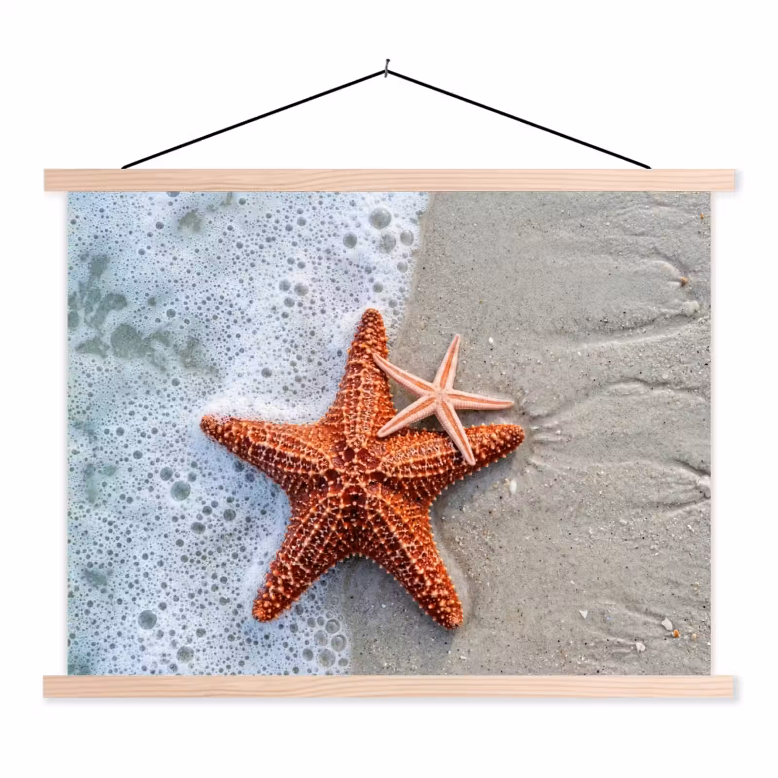 Schoolplaat - Zeester - Strand - Zee — 1