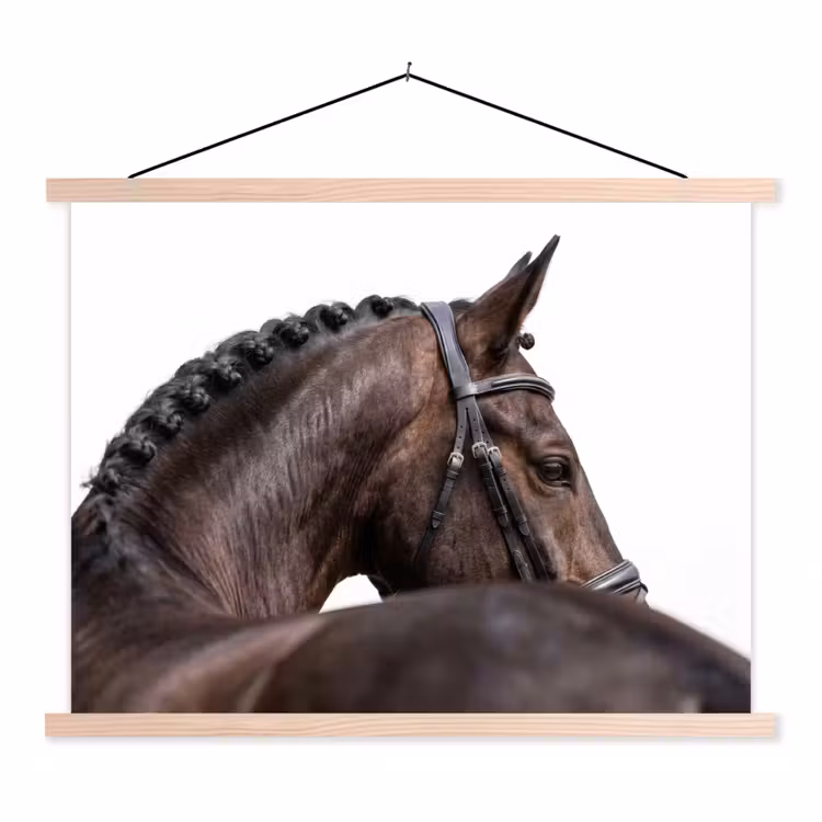 Schoolplaat - Portret - Paard - Elegant — 1