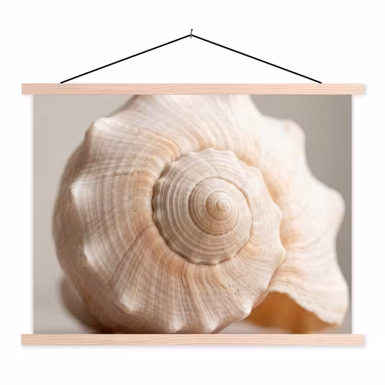 Schoolplaat - Schelp - Detail - Beige — 1