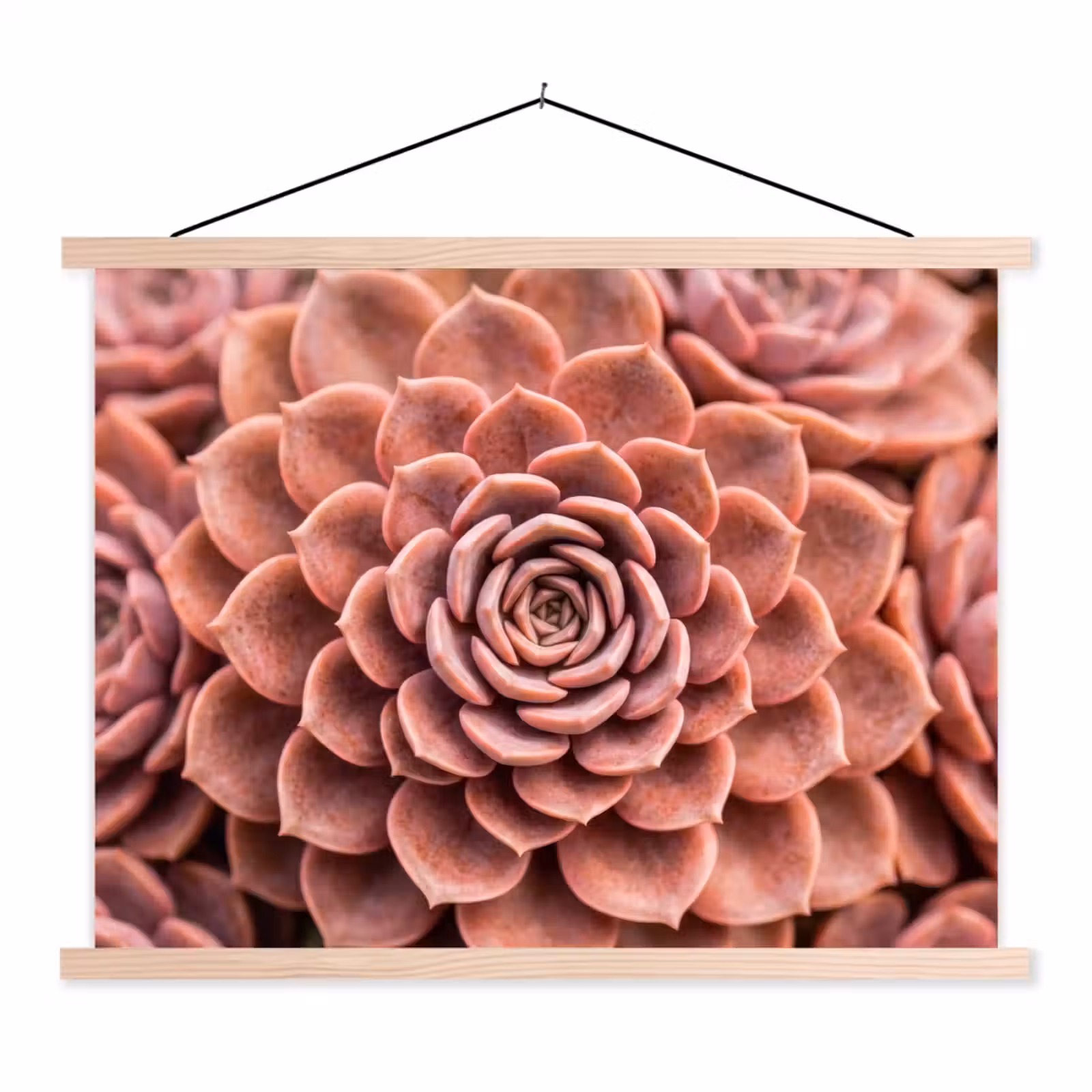 Schoolplaat - Vetplant - Organisch - Roze — 1