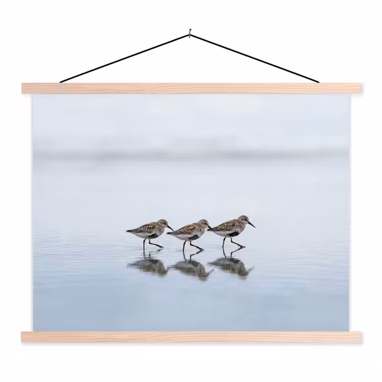 Schoolplaat - Vogels - Water - Grijs — 1