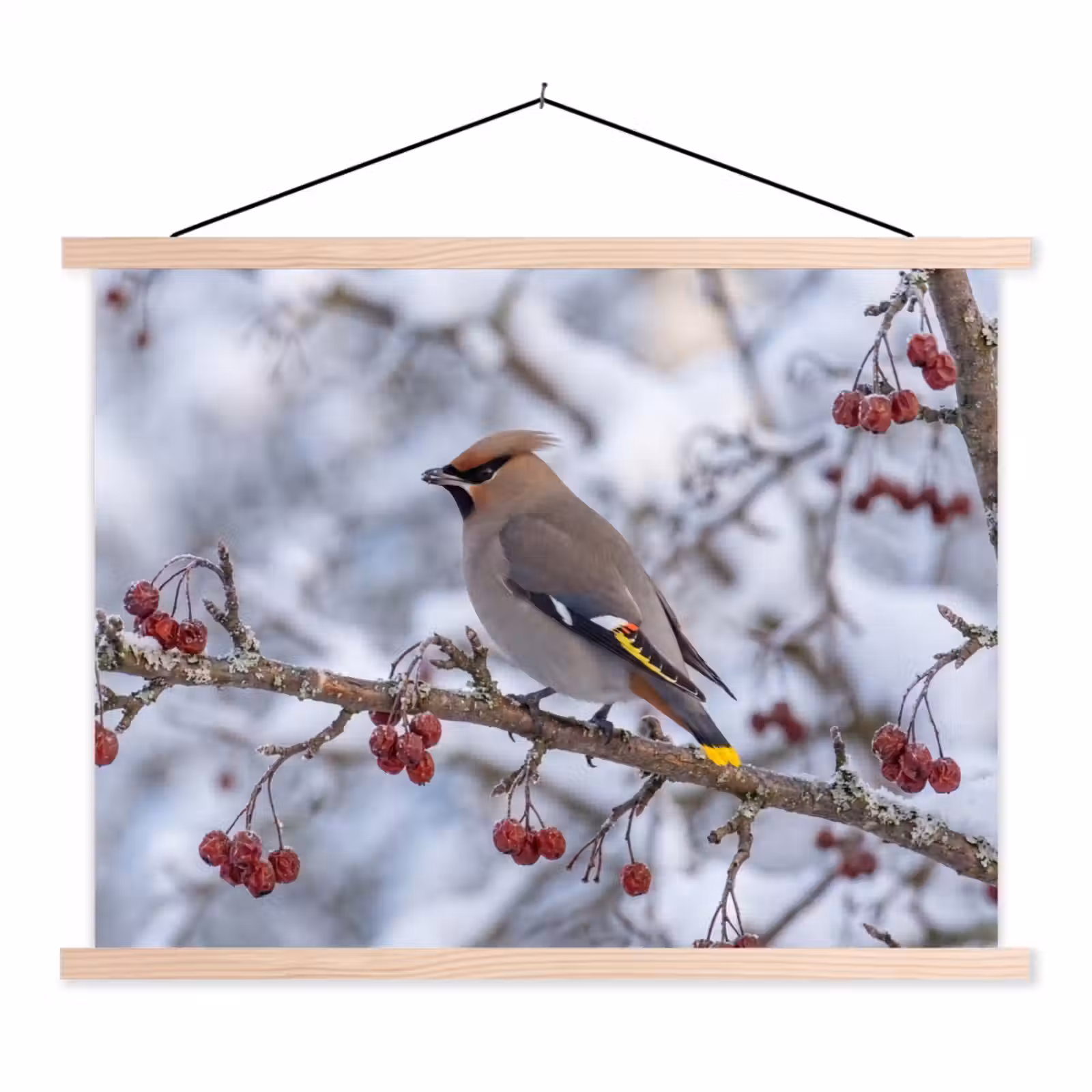 Schoolplaat - Pestvogel - Bessen - Winter - Natuur — 1