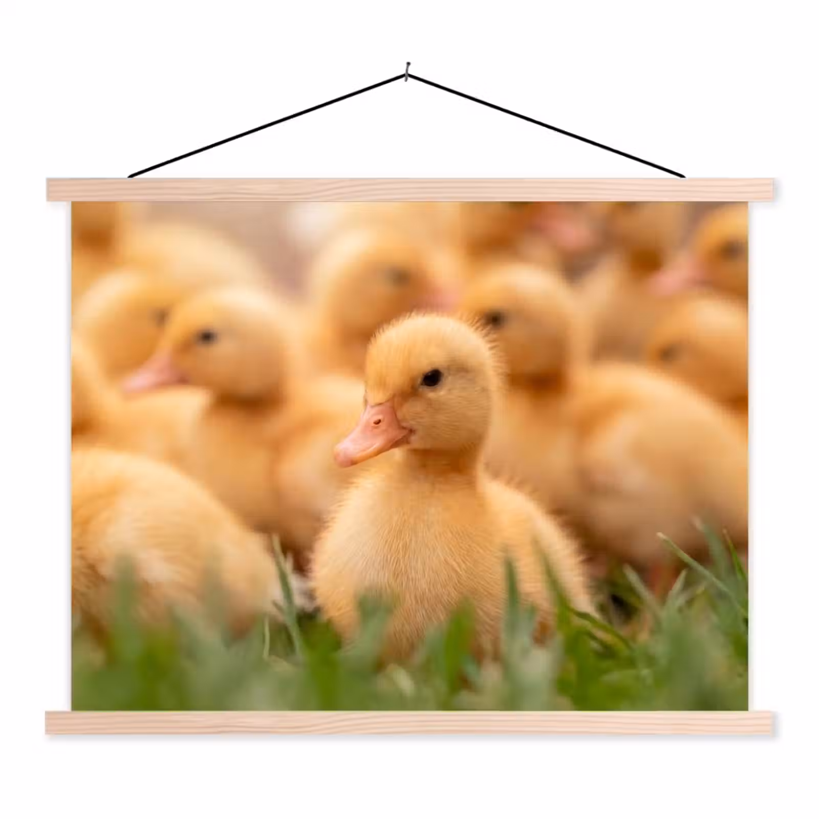 Schoolplaat - Pijltje - Eend - Natuur - Geel — 1