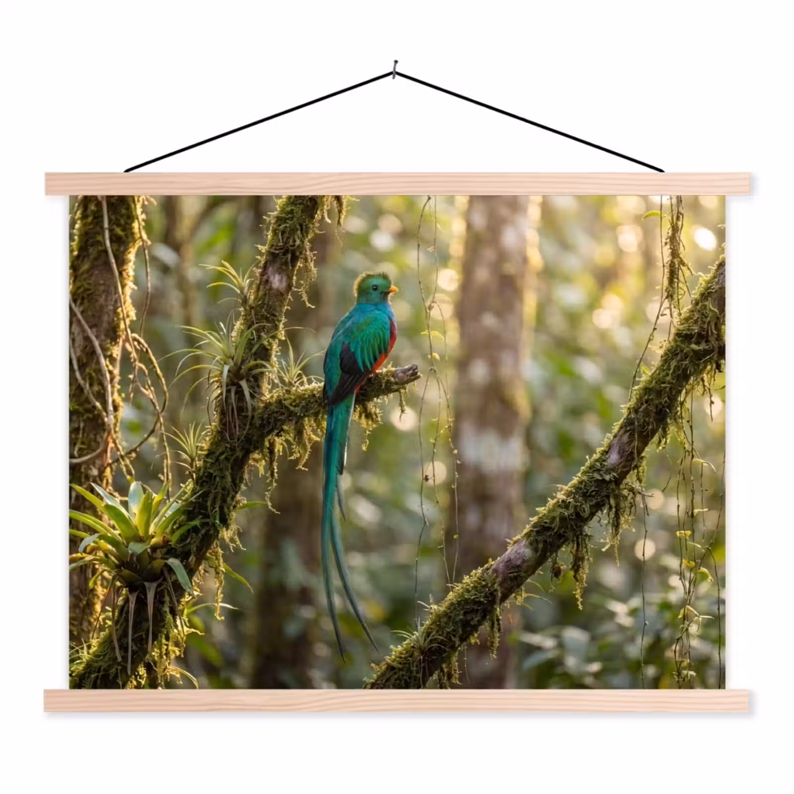 Schoolplaat - Quetzal - Jungle - Natuur - Groen — 1