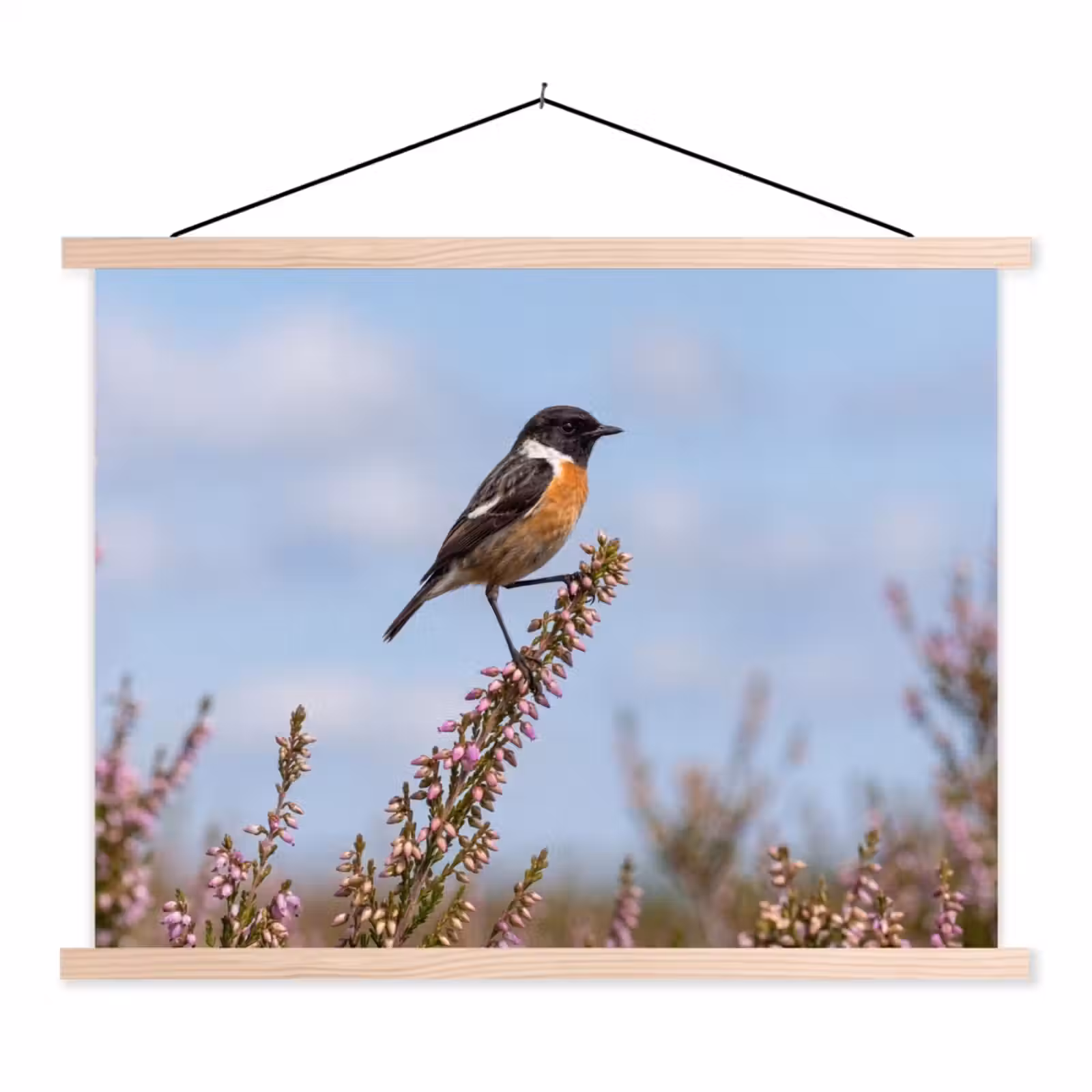 Schoolplaat - Roodborsttapuit - Heide - Paars - Natuur - Sfeervol — 1