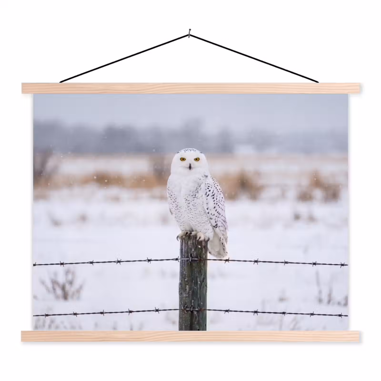 Schoolplaat - Sneeuwuil - Hek - Sneeuw - Wit — 1