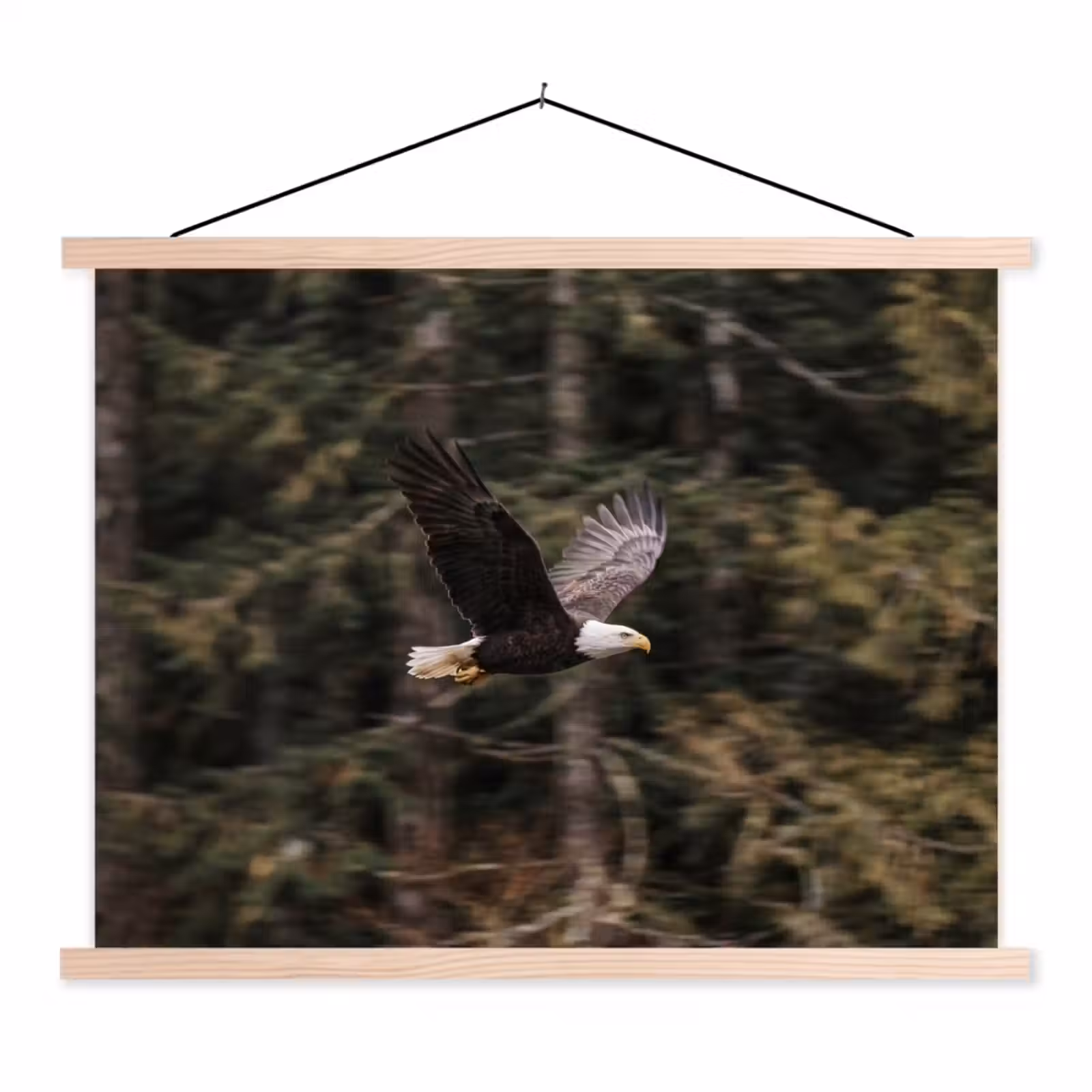 Schoolplaat - Zeearend - Vliegen - Bos - Natuur — 1