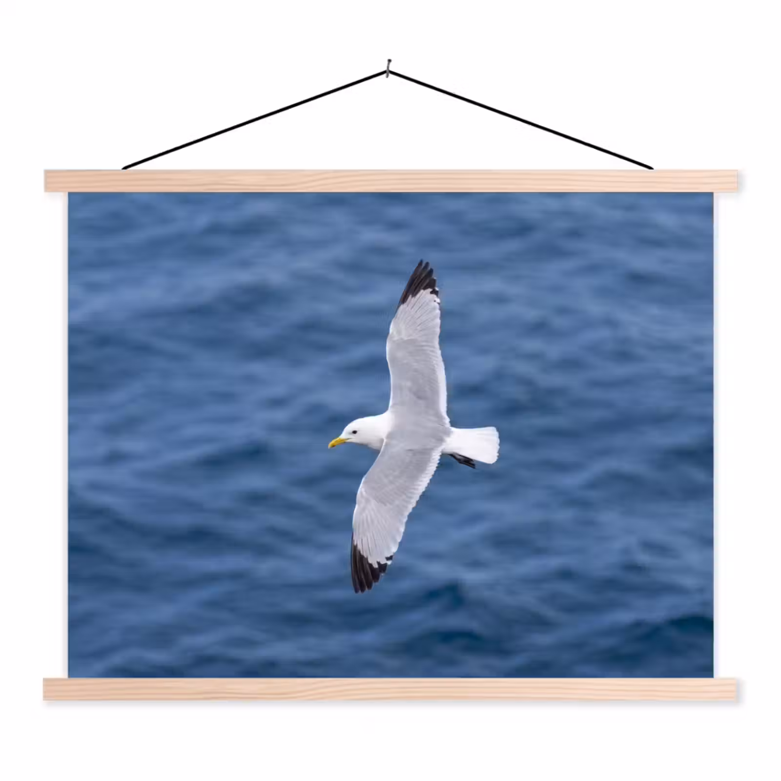 Schoolplaat - Zeemeeuw - Oceaan - Blauw — 1