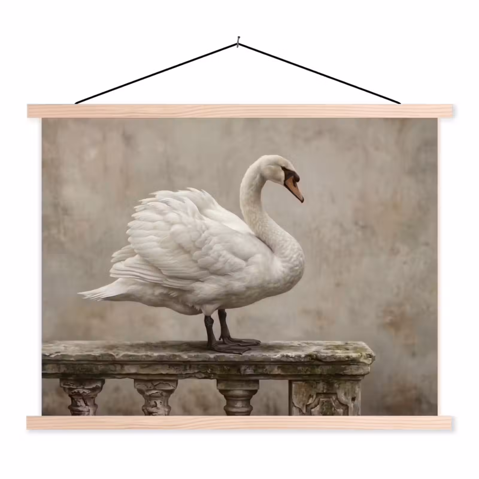 Schoolplaat - Zwaan - Elegant - Dieren - Wit — 1