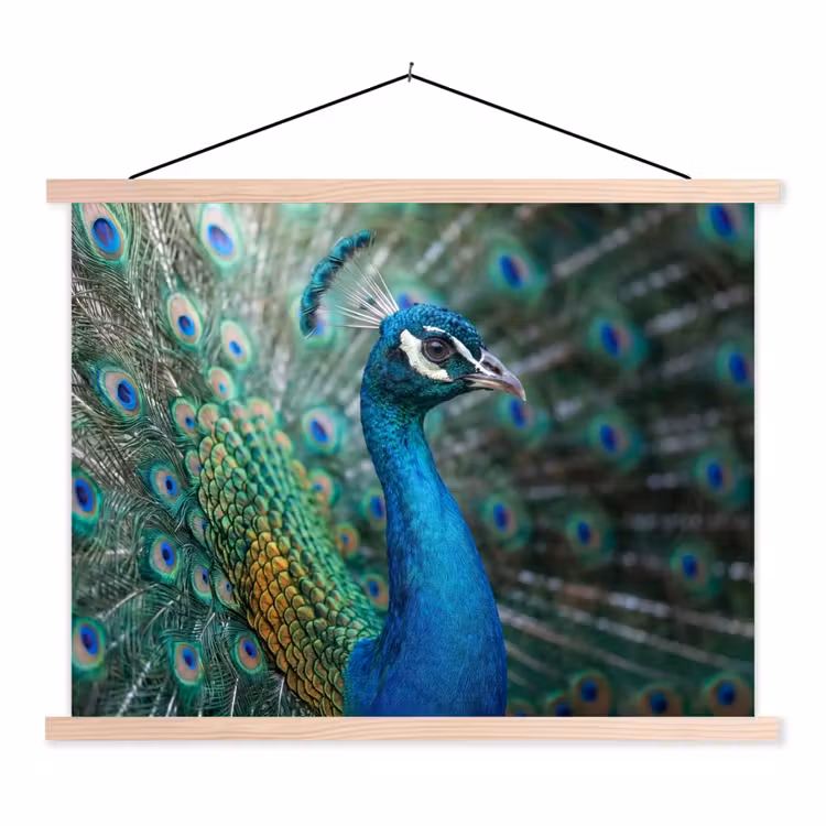 Schoolplaat - Pauw - Veren - Blauw — 1