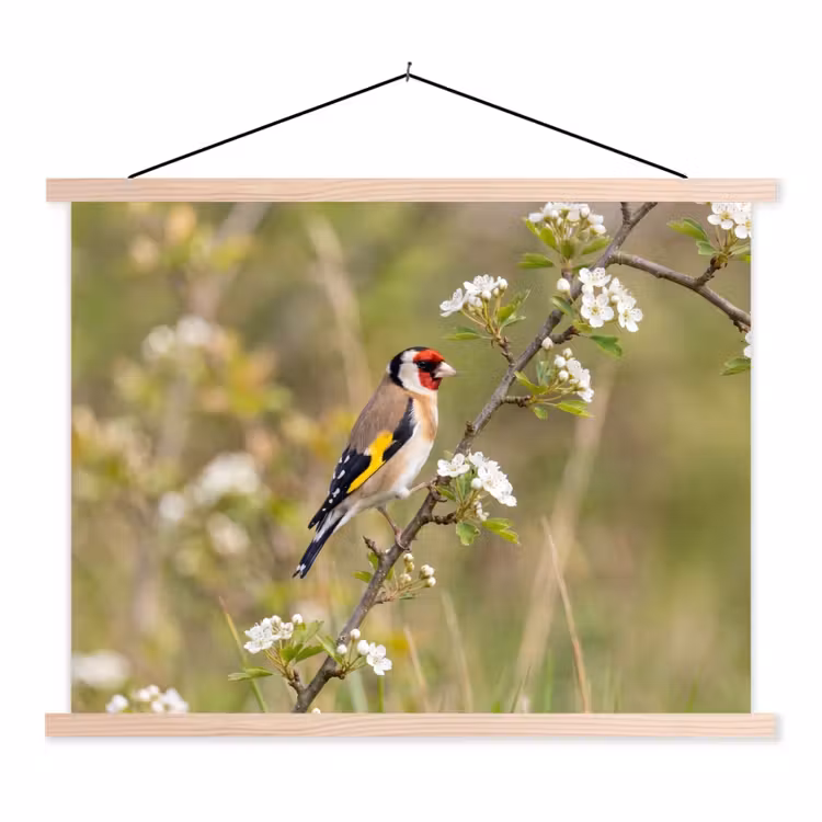 Schoolplaat - Putter - Bloesem - Lente - Natuur - Kleurrijk — 1
