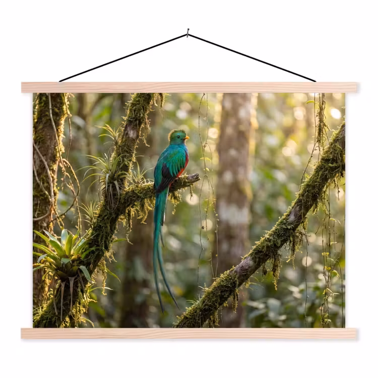 Schoolplaat - Quetzal - Jungle - Natuur - Groen — 1