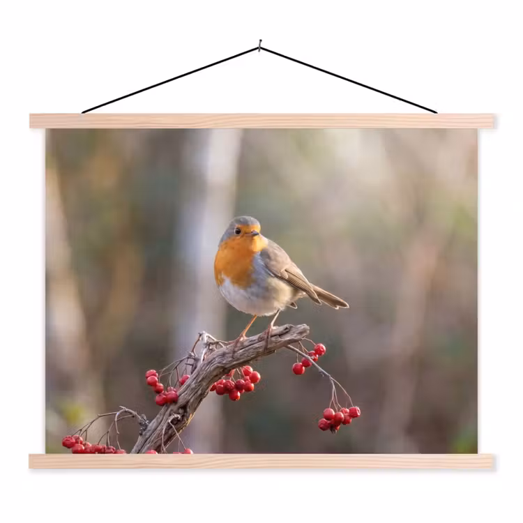Schoolplaat - Roodborst - Tak - Bessen - Natuur — 1