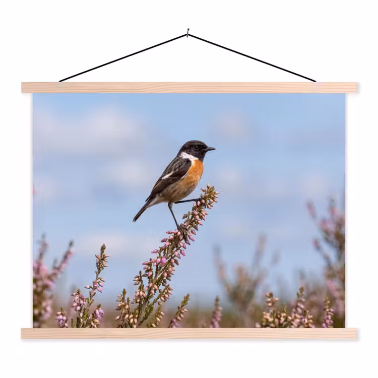 Schoolplaat - Roodborsttapuit - Heide - Paars - Natuur - Sfeervol — 1