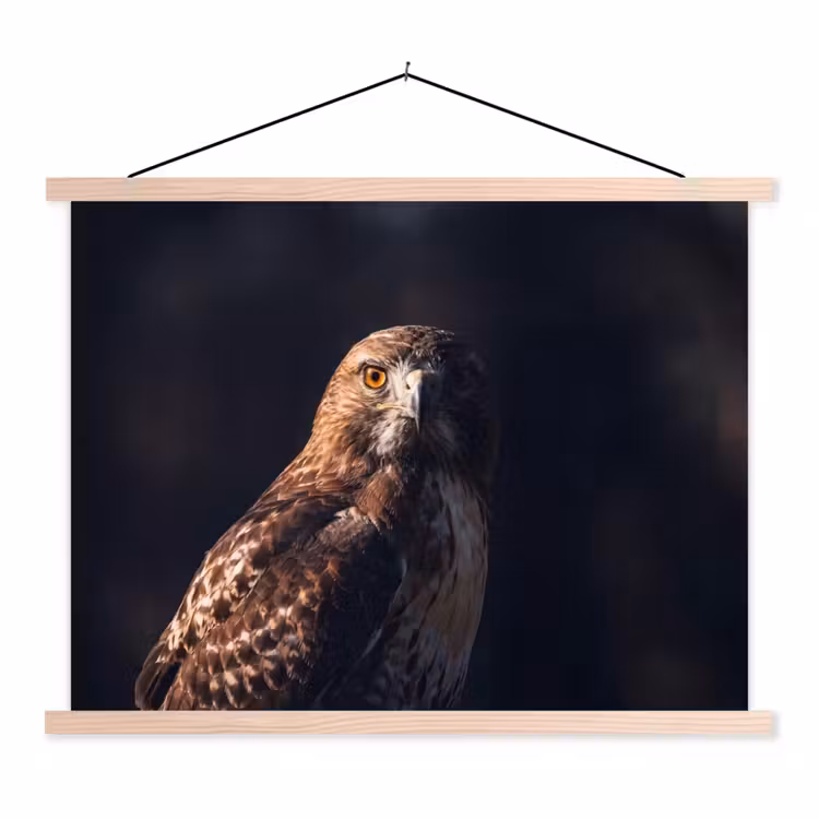 Schoolplaat - Roofvogel - Buizerd - Bruin — 1