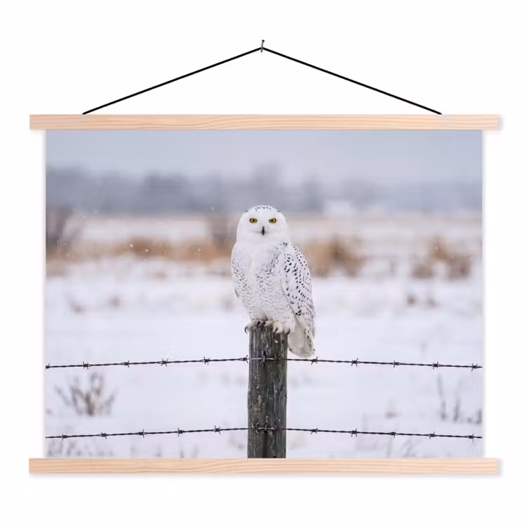 Schoolplaat - Sneeuwuil - Hek - Sneeuw - Wit — 1