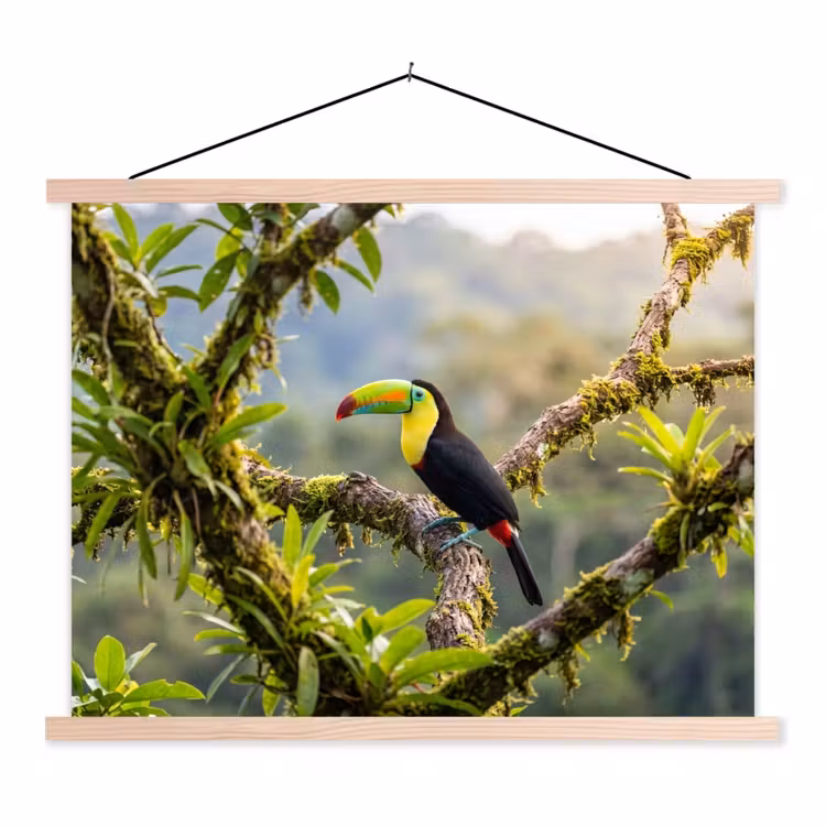 Schoolplaat - Toekan - Jungle - Natuur - Kleurrijk — 1