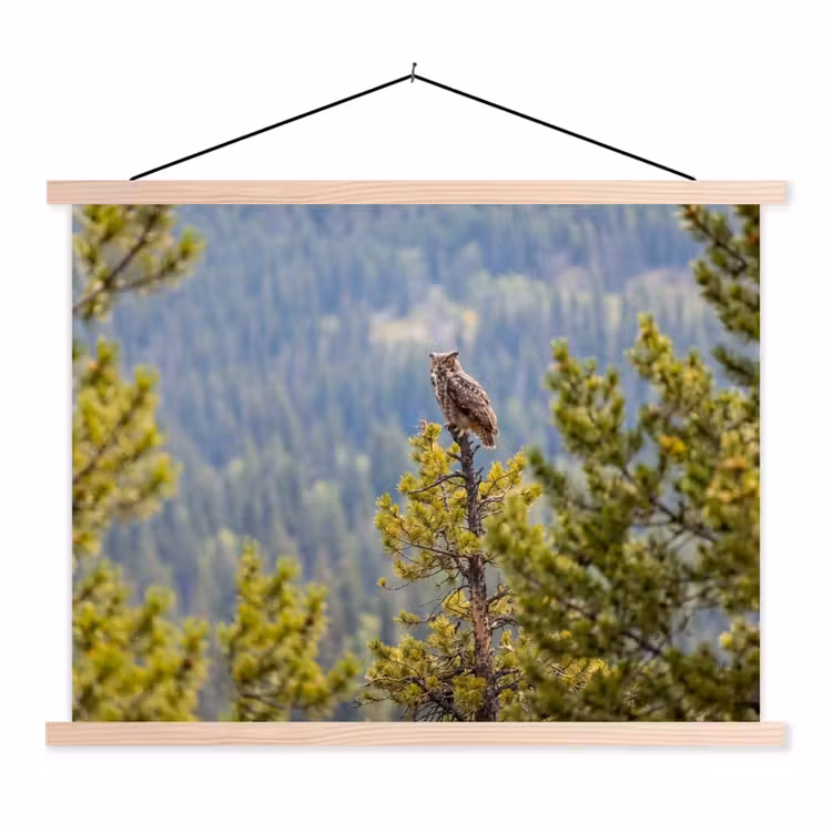 Schoolplaat - Uil - Oehoe - Bomen - Natuur — 1