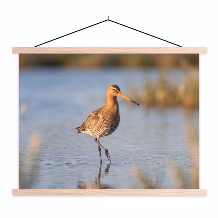 Schoolplaat - Vogel - Steltloper - Water - Natuur — 1